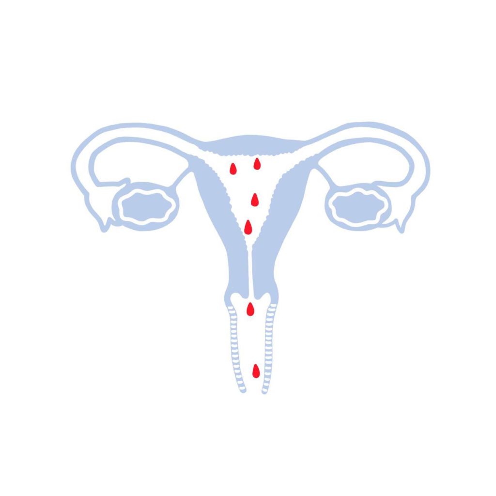 Deconstructing the Menstrual Cycle