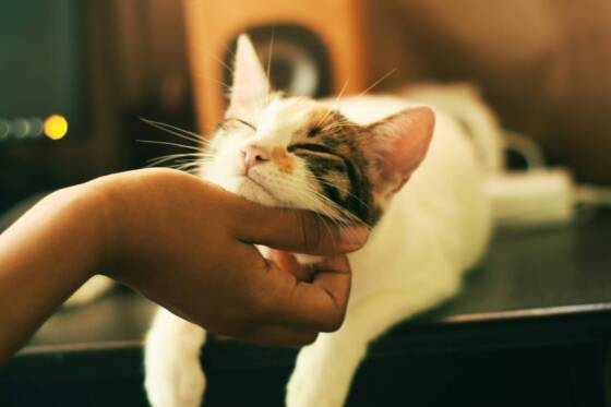 I Was a Cat Mum First, I Will be a Cat Mum Last